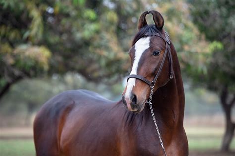 Caballo Marwari: Perfil de la raza