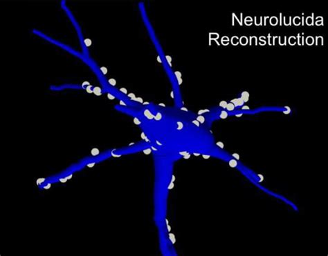 This Week in The Journal | Journal of Neuroscience