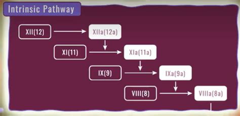 Coagulation Cascade Animation