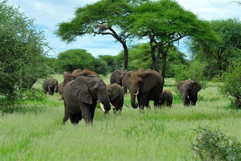 Tarangire National Park - Safari Tarangire