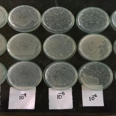 (PDF) IDENTIFICATION AND CHARACTERIZATION OF RHIZOBIUM BACTERIA