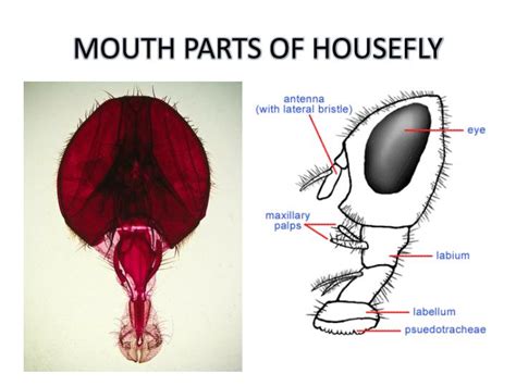 PPT - Musca (house fly) PowerPoint Presentation - ID:1896926