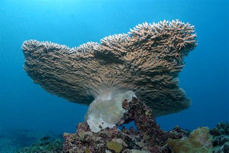 Table Coral | Table coral (Acropora cytherea) at French Frig… | Flickr