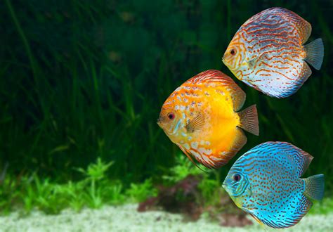 aquarium poissons - Bing images