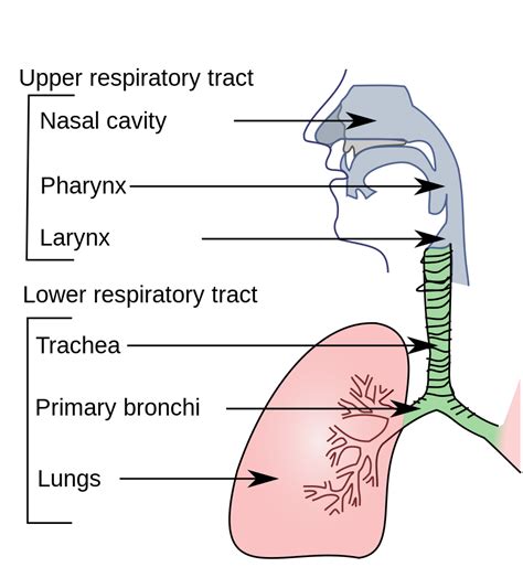 Respiratory system of man |Inspired By Sciences | Respiratory system, Human respiratory system ...