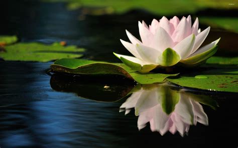 Water Lily Wallpapers - Top Free Water Lily Backgrounds - WallpaperAccess