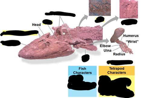 Ch. 34 Tiktaalik anatomy Diagram | Quizlet