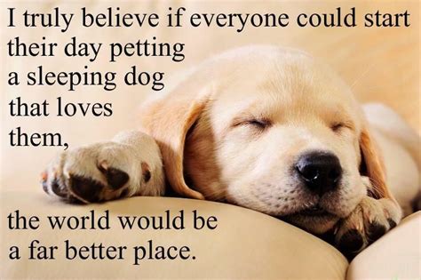 Sleeping Dog Quotes - 57+ Koleksi Gambar