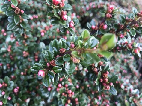 Cotoneaster horizontalis, Rock Spray | Online Flower Garden