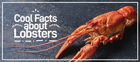 Cool Facts about Lobsters - The Fresh Lobster Company