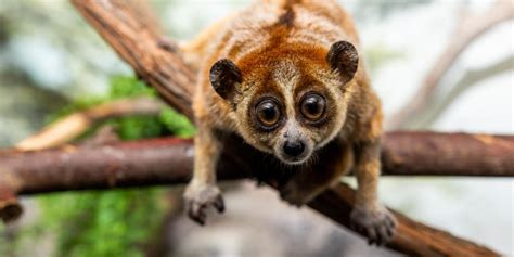 Pygmy slow loris | Smithsonian's National Zoo and Conservation Biology ...