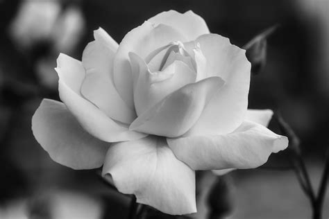 Roses Black And White Art