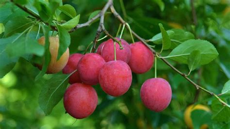 Cherry Plum Tree Supplier,Wholesale Cherry Plum Tree Supplier from Delhi India