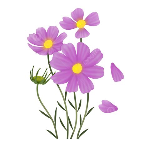 Purple Cosmos Flower, Lilac Cosmos, Purple Cosmos, Cosmos Flower PNG ...