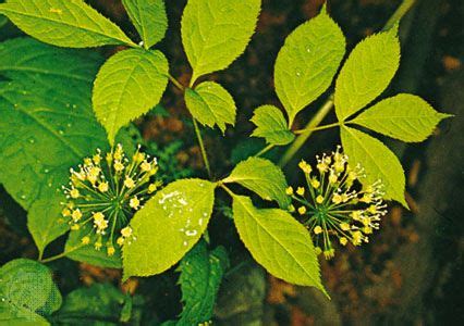 Wild sarsaparilla | plant | Britannica