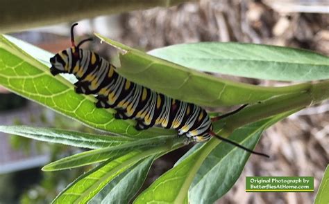 Queen Butterfly, description, characteristics, size, photographs