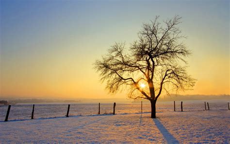 Download Sun Tree Nature Winter HD Wallpaper