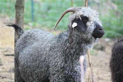 Colored Angora Goats – Hickory Hill Fiber Farm