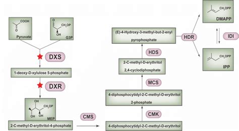 The biosynthesis of steviol glycosides via the MEP pathway. G3P,... | Download Scientific Diagram