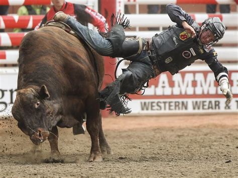 What's it like to ride a bull? | Calgary Herald