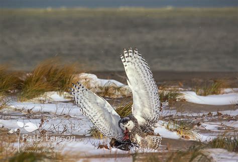 Patti Larson Photography & Design | Snowy Owl With Its Prey