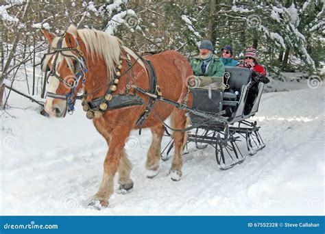 Horse Drawn Sleigh In Winter Snow By Belgian Draft Horses Editorial Image | CartoonDealer.com ...