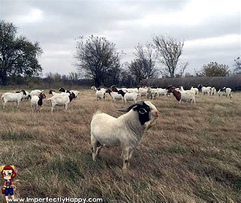 5 Benefits of Raising Meat Goats - the Imperfectly Happy home