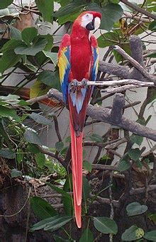 Scarlet macaw - Wikiwand