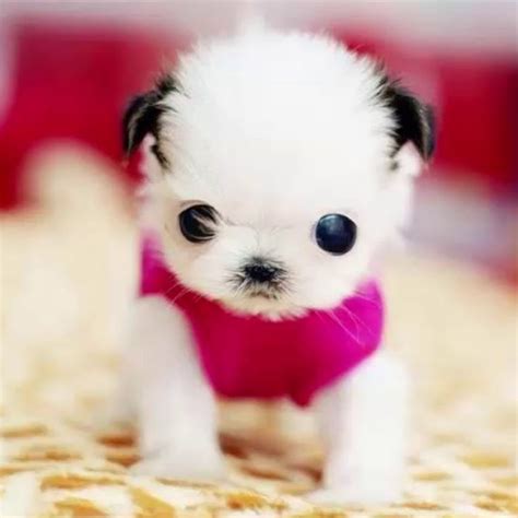 The Top 10 Cutest Puppy in the World for kids 2020 ! | Cute dogs, Baby ...