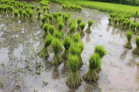 rice seedlings in the field 12574723 Stock Photo at Vecteezy