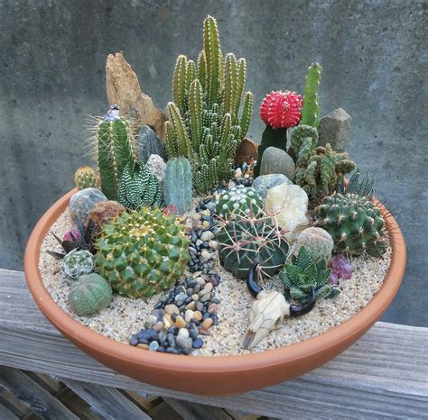 Collection 94+ Pictures How To Plant A Cactus Garden Excellent