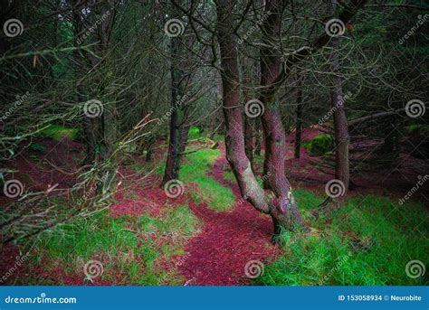 Magical Fairytale Forest With Evergreen Trees And Hiking Trails At ...