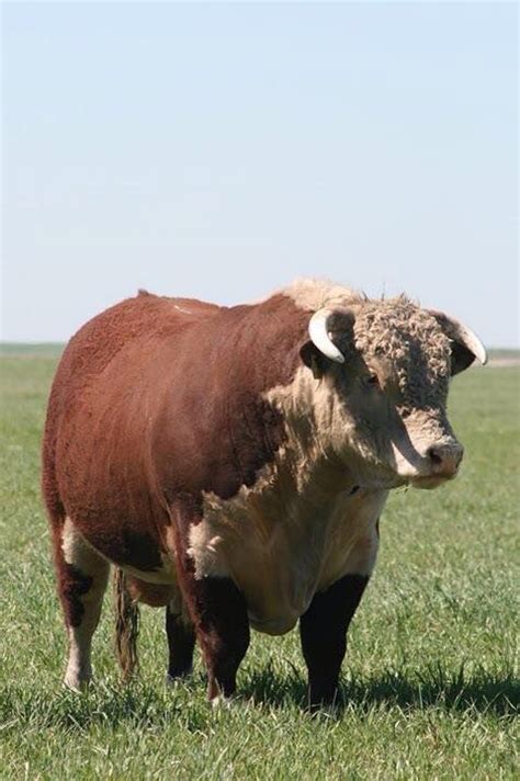 Hereford Bull. | Hereford cattle, Bull cow, Cattle ranching