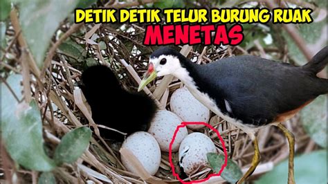 DETIK DETIK TELUR BURUNG RUAK RUAK MENETAS-NATIONAL GEOGRAPHIC - YouTube