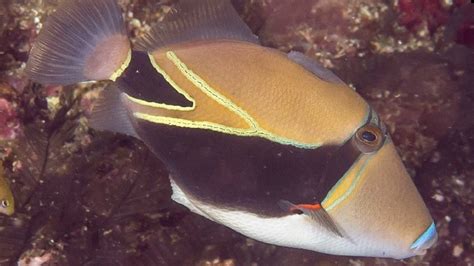 Facts: The Reef Triggerfish (Humuhumunukunukuapua'a) - YouTube