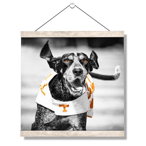 Tennessee Volunteers - Smokey TD - Vol Wall Art