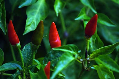 Birds Eye Chilli - Kanthari chili cultivation in Kerala » Amra Farms