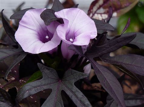 Potato Vine Flower | Potato vines, Planting flowers, Dark purple flowers