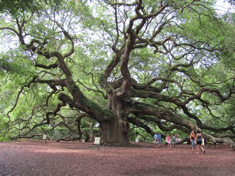 Angel Oak Tree Photography Desktop Wallpaper 117156 - Baltana