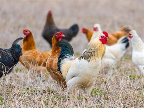 How Free Is a Free-range Chicken? | BirdNote