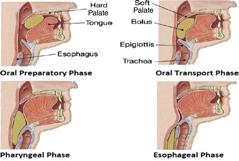 [재활의학과] 음식 삼키는 과정, 연하과정(1) - 구강기 (Oral phase) : 네이버 블로그
