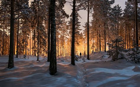 HD wallpaper: sweden, snow, winter, cold, sun, beem, forest, red, white ...