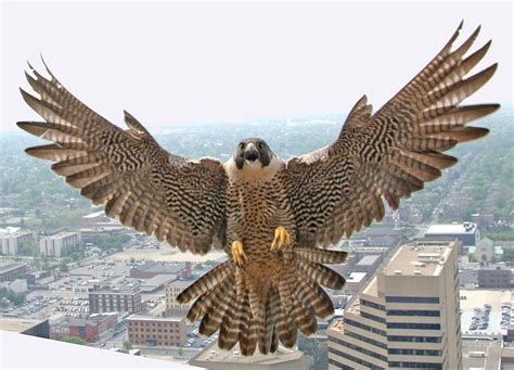 World Wildlife: Endanger Peregrine Falcon