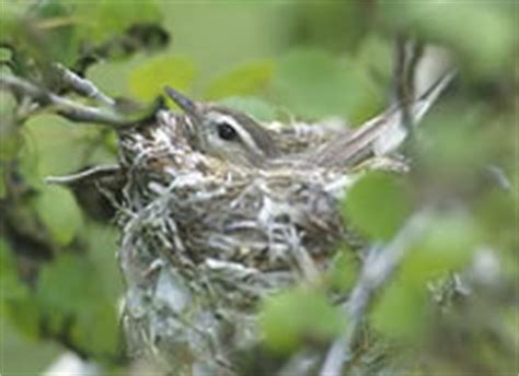 Warbling Vireo (Vireo gilvus)