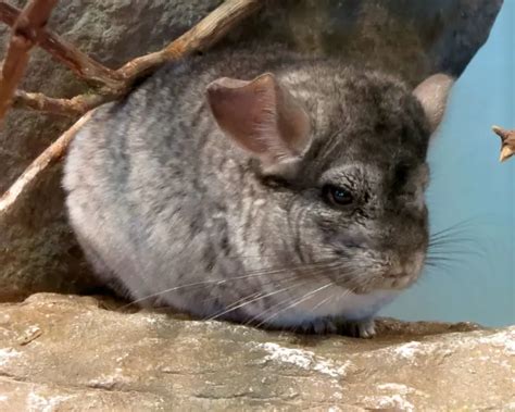 Short-Tailed Chinchilla - Facts, Diet, Habitat & Pictures on Animalia.bio