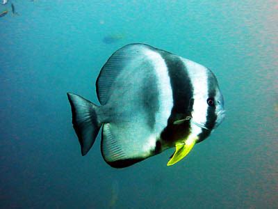 Orbicular Batfish - Koh Chang Nature | Koh Chang Nature