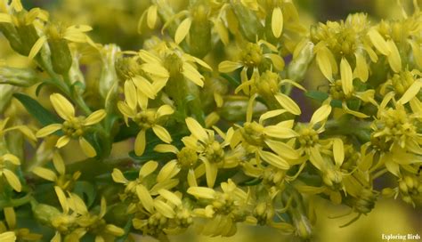 Birds Attracted to Goldenrod — Exploring Birds