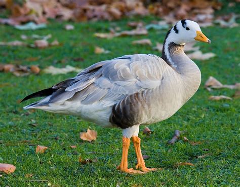 Bar-headed goose - Wikipedia