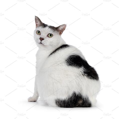 Manx cat on white bckground | Animal Stock Photos ~ Creative Market