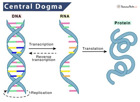 Central Dogma – Definition, Processes Involved, & Diagram